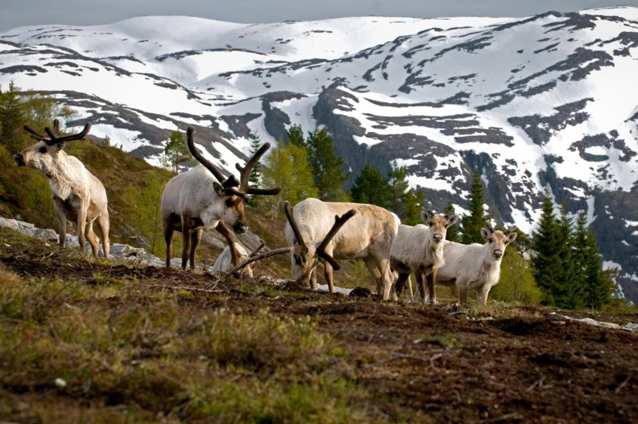 Rondane River Lodge - Rondane Gjestegard Enden Exterior photo